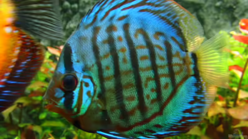 Besatz im Aquarium 840 Liter Jungle von Microsash (36)