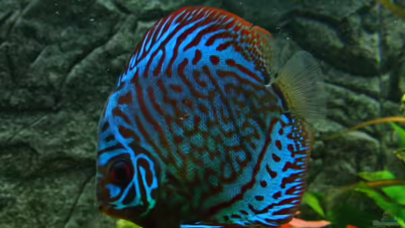 Besatz im Aquarium 840 Liter Jungle von Microsash (37)