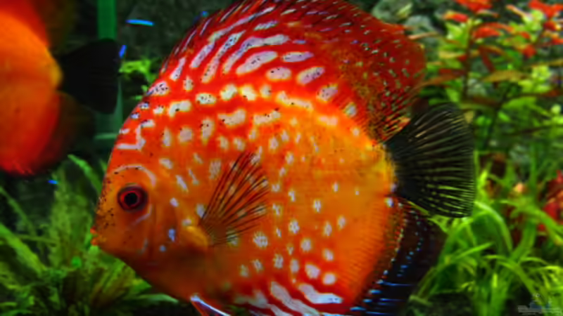 Besatz im Aquarium 840 Liter Jungle von Microsash (38)