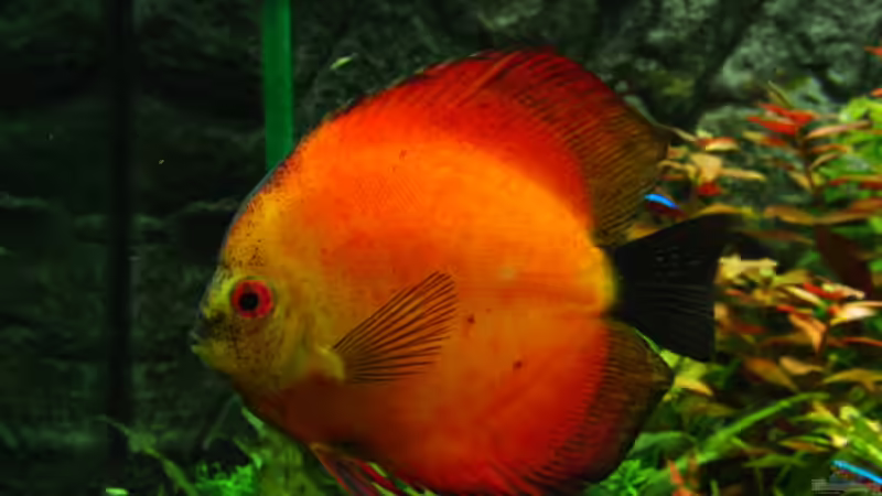 Besatz im Aquarium 840 Liter Jungle von Microsash (39)