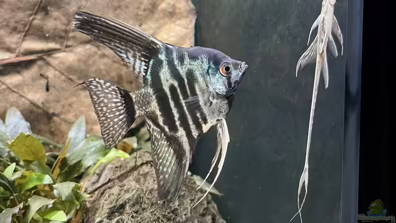 Besatz im Aquarium 875 Liter Südamerika-Gesellschaft von Baron Zelle (34)