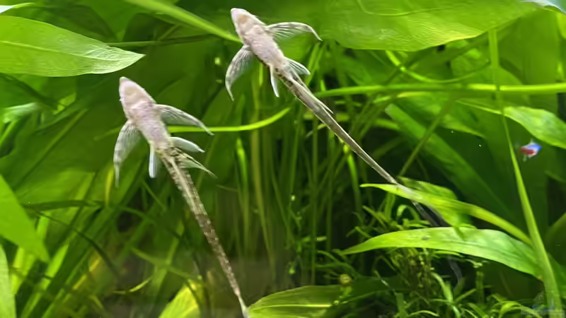 Besatz im Aquarium 875 Liter Südamerika-Gesellschaft von Baron Zelle (35)