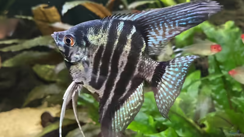 Besatz im Aquarium 875 Liter Südamerika-Gesellschaft von Baron Zelle (36)