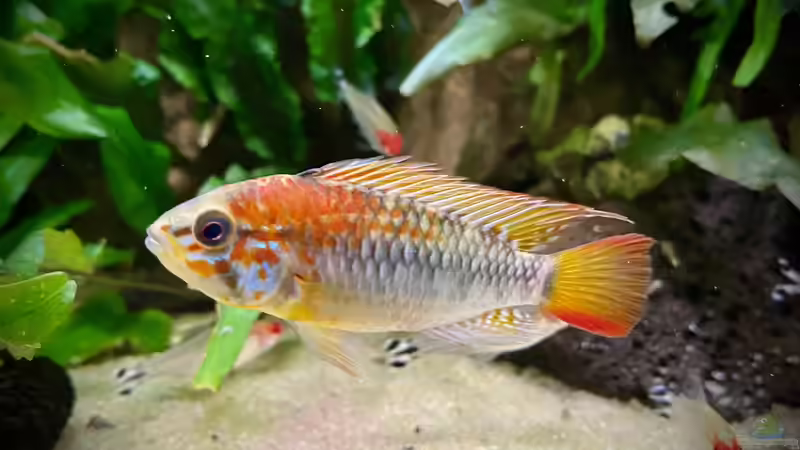 Besatz im Aquarium 875 Liter Südamerika-Gesellschaft von Baron Zelle (39)