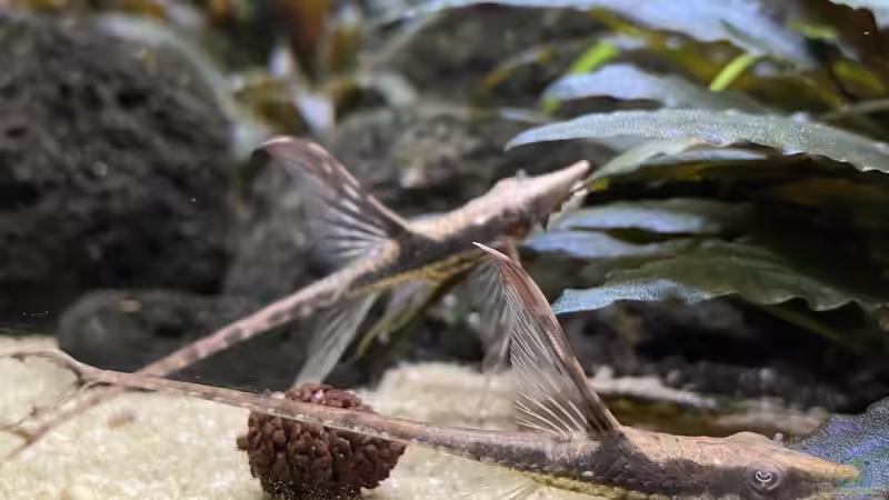 Besatz im Aquarium 875 Liter Südamerika-Gesellschaft von Baron Zelle (40)