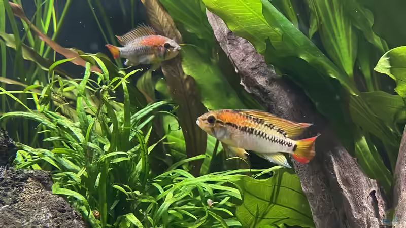 Besatz im Aquarium 875 Liter Südamerika-Gesellschaft von Baron Zelle (41)