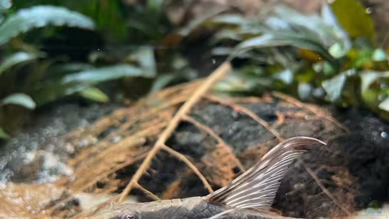 Besatz im Aquarium 875 Liter Südamerika-Gesellschaft von Baron Zelle (43)