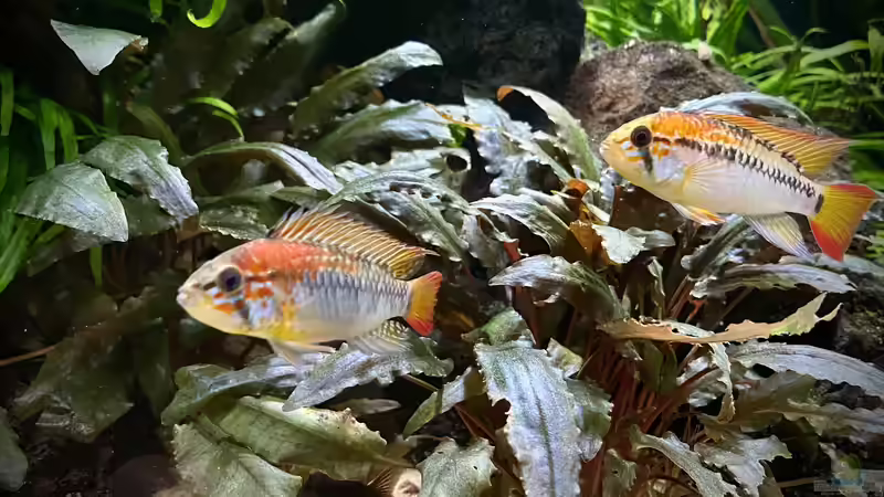 Besatz im Aquarium 875 Liter Südamerika-Gesellschaft von Baron Zelle (44)