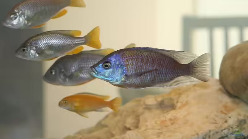 Besatz im Aquarium 900l Malawi Raumteiler von roybaer (3)