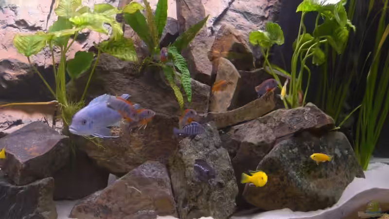 Besatz im Aquarium 900l Mbuna-Becken von Bandito76 (18)