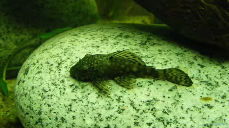 Besatz im Aquarium 96 Liters von Martin Schulze (6)