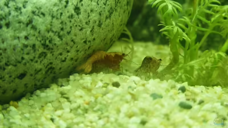 Besatz im Aquarium 96 Liters von Martin Schulze (7)