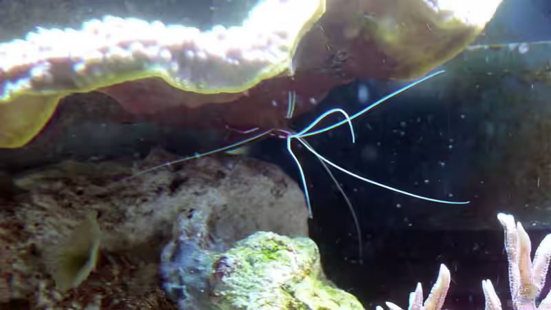 Besatz im Aquarium A Piece of Reef Obsolete von The_Lizardking (34)