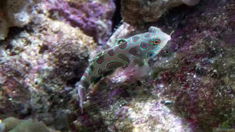 Besatz im Aquarium A Piece of Reef Obsolete von The_Lizardking (35)