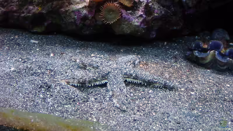 Besatz im Aquarium A Piece of Reef Obsolete von The_Lizardking (36)