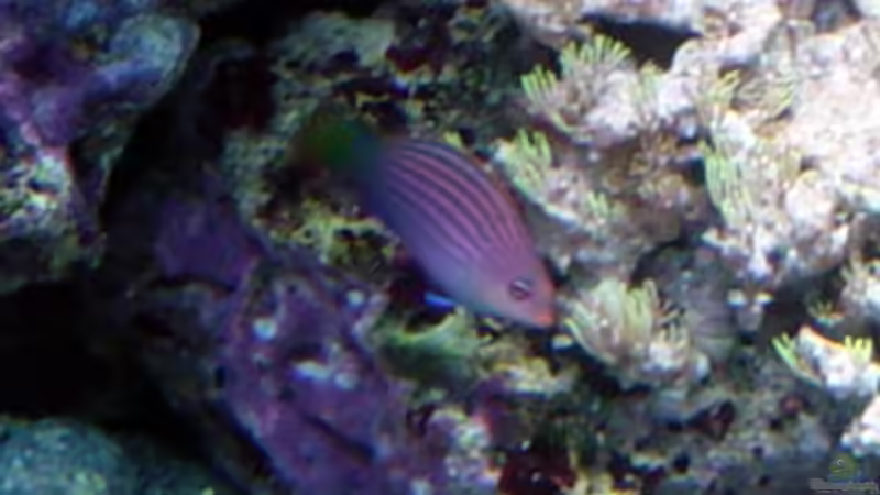 Besatz im Aquarium A Piece of Reef Obsolete von The_Lizardking (37)