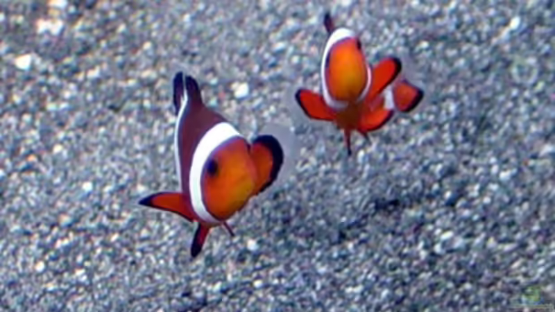 Besatz im Aquarium A Piece of Reef Obsolete von The_Lizardking (38)