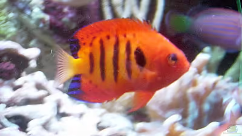 Besatz im Aquarium A Piece of Reef Obsolete von The_Lizardking (42)