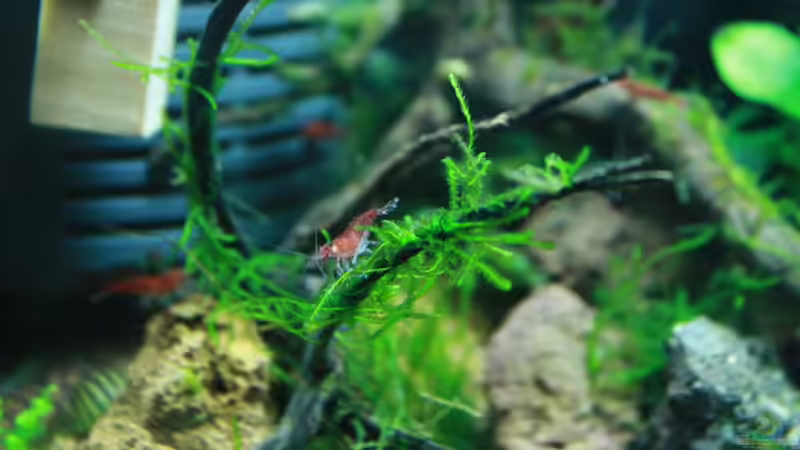 Besatz im Aquarium A red one aufgelöst von Koehler (28)