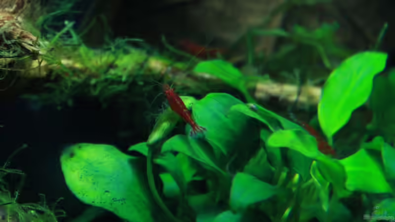 Besatz im Aquarium A red one aufgelöst von Koehler (29)