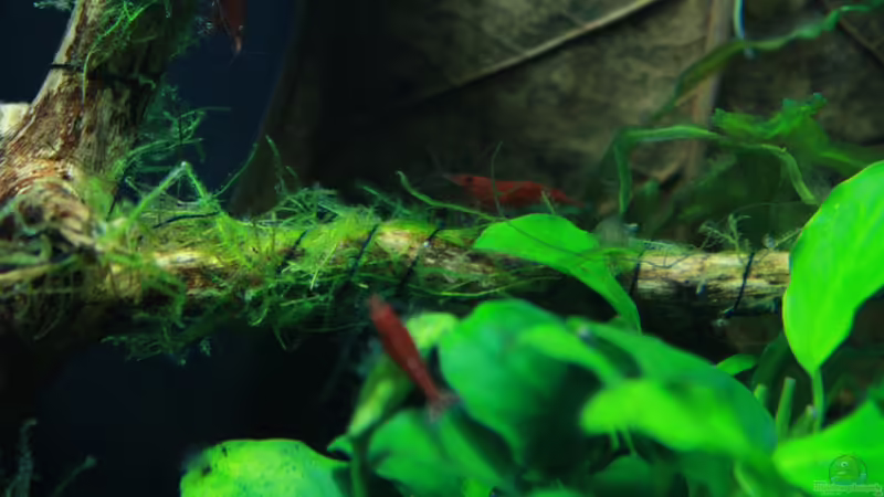 Besatz im Aquarium A red one aufgelöst von Koehler (30)