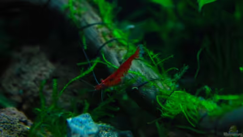 Besatz im Aquarium A red one aufgelöst von Koehler (34)