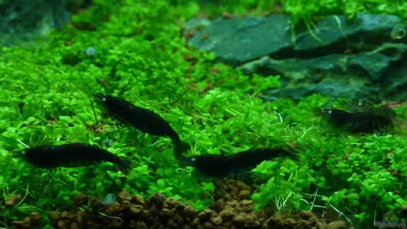 Besatz im Aquarium A rolling stone gathers no moss von Arami Gurami (25)