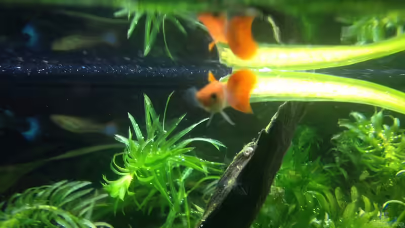 Besatz im Aquarium A small one for the little one (aufgelöst) von der Steirer (24)