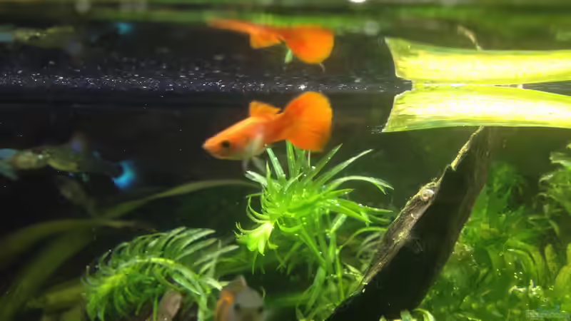 Besatz im Aquarium A small one for the little one (aufgelöst) von der Steirer (25)