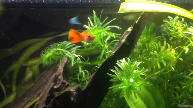 Besatz im Aquarium A small one for the little one (aufgelöst) von der Steirer (26)