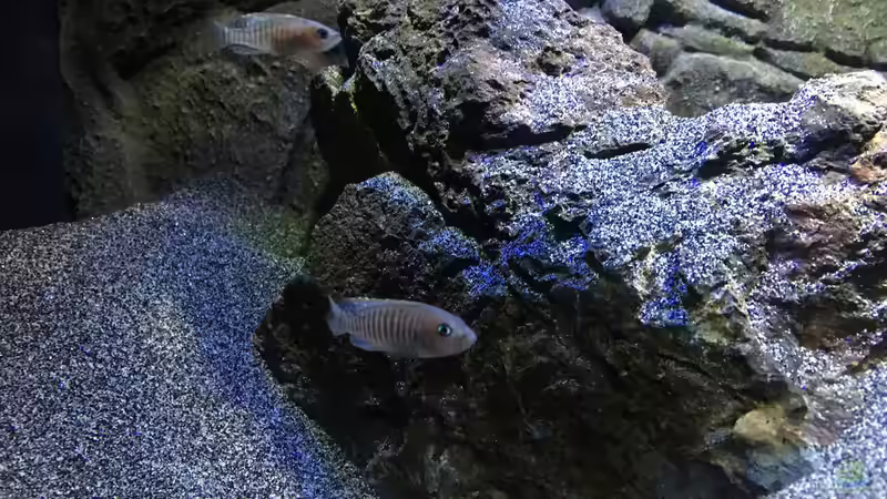 Besatz im Aquarium a small one for the little one part II (aufgelöst) von der Steirer (35)