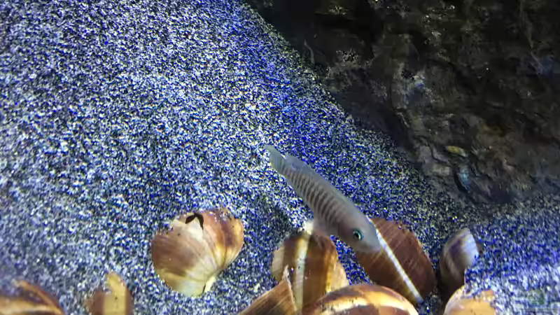 Besatz im Aquarium a small one for the little one part II (aufgelöst) von der Steirer (36)