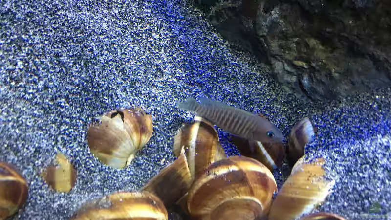 Besatz im Aquarium a small one for the little one part II (aufgelöst) von der Steirer (37)