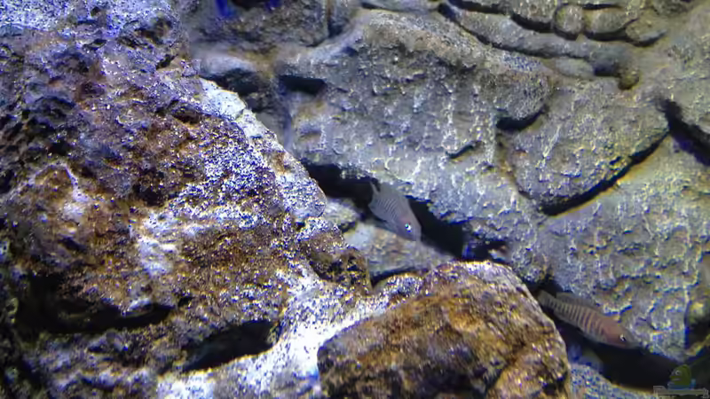 Besatz im Aquarium a small one for the little one part II (aufgelöst) von der Steirer (39)