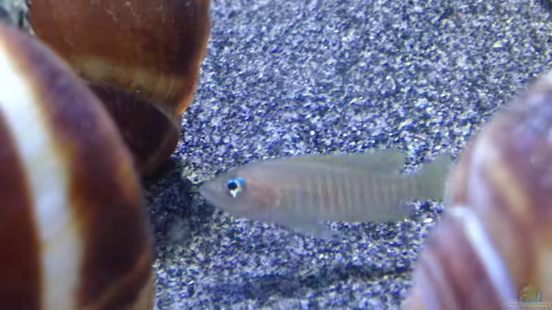 Besatz im Aquarium a small one for the little one part II (aufgelöst) von der Steirer (42)