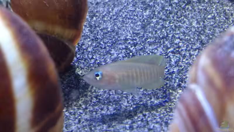 Besatz im Aquarium a small one for the little one part II (aufgelöst) von der Steirer (43)