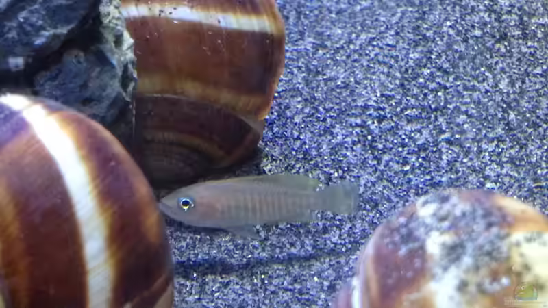 Besatz im Aquarium a small one for the little one part II (aufgelöst) von der Steirer (45)