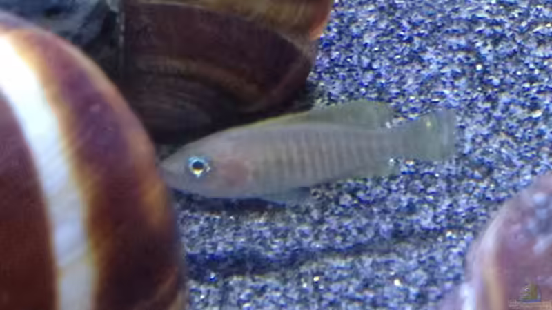 Besatz im Aquarium a small one for the little one part II (aufgelöst) von der Steirer (46)