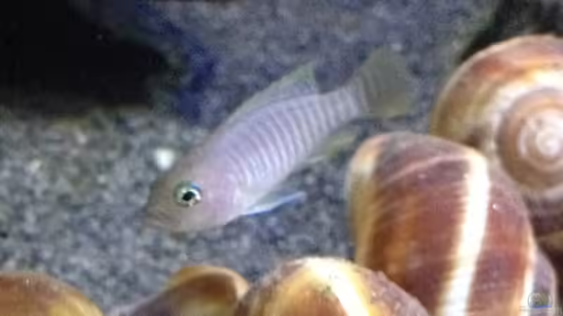 Besatz im Aquarium a small one for the little one part II (aufgelöst) von der Steirer (48)