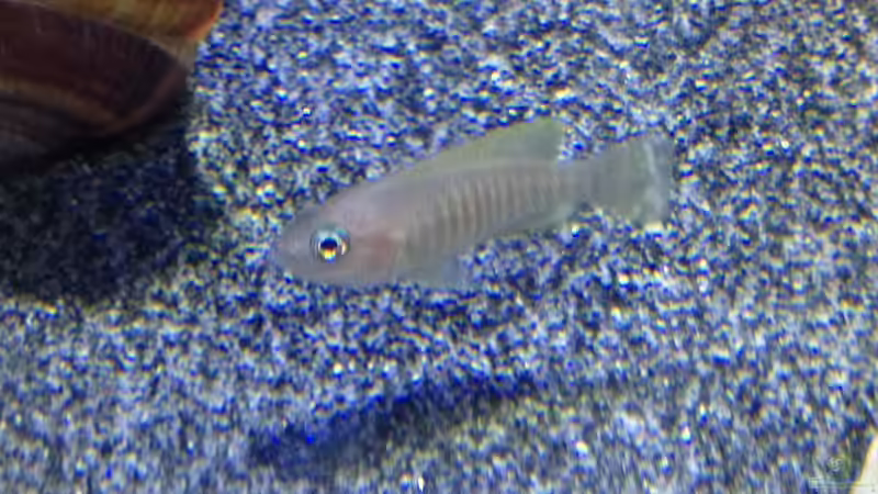 Besatz im Aquarium a small one for the little one part II (aufgelöst) von der Steirer (49)