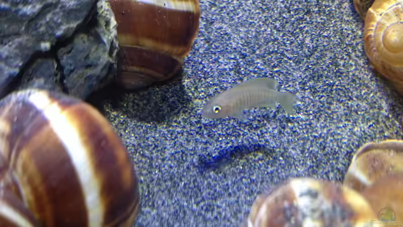 Besatz im Aquarium a small one for the little one part II (aufgelöst) von der Steirer (50)