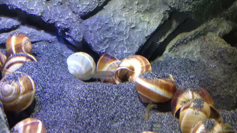 Besatz im Aquarium a small one for the little one part II (aufgelöst) von der Steirer (51)