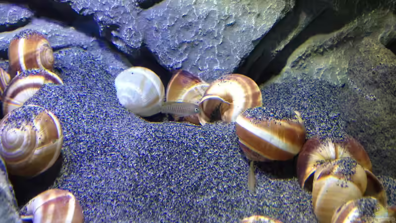 Besatz im Aquarium a small one for the little one part II (aufgelöst) von der Steirer (52)