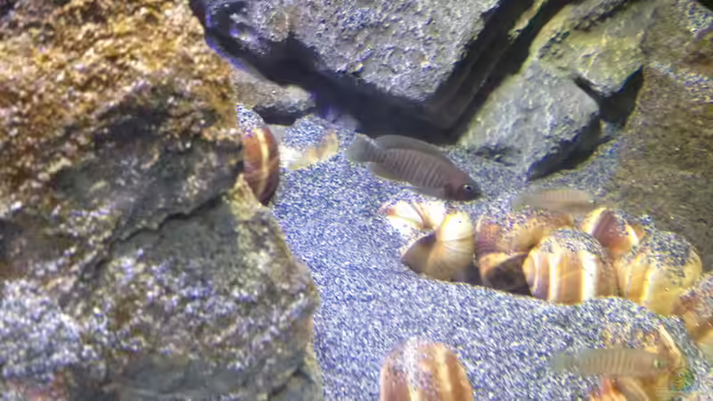 Besatz im Aquarium a small one for the little one part II (aufgelöst) von der Steirer (53)