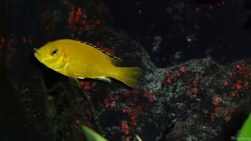 Besatz im Aquarium Abenteuerland von Couro (71)