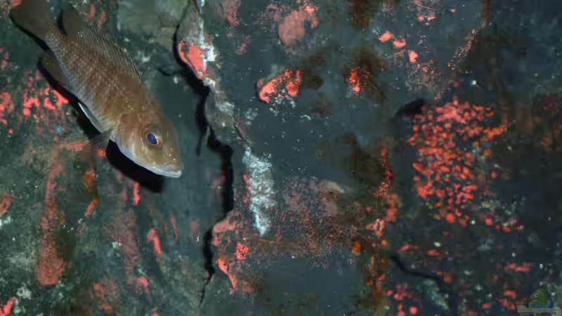 Besatz im Aquarium Abenteuerland von Couro (74)