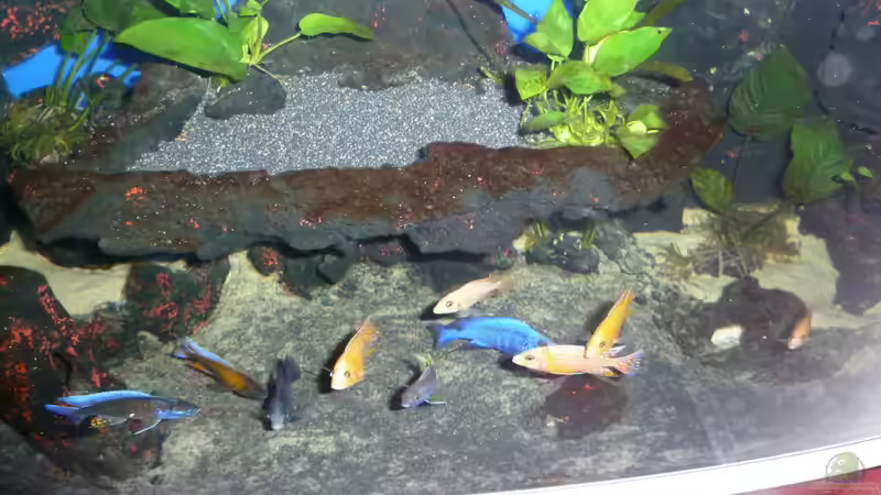 Besatz im Aquarium Abenteuerland von Couro (75)