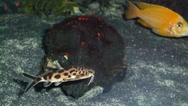 Besatz im Aquarium Abenteuerland von Couro (77)