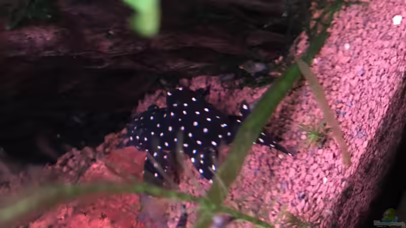 Besatz im Aquarium Acero Gesellschaft von Acero (36)