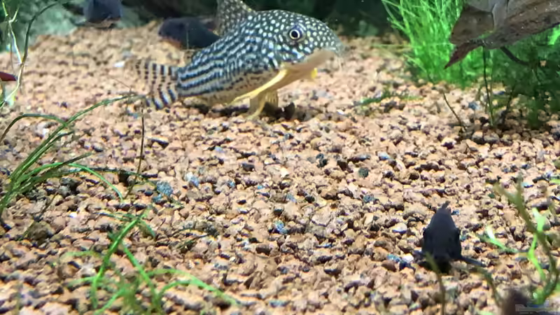 Besatz im Aquarium Acero Gesellschaft von Acero (48)